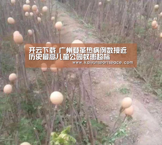 开云数据