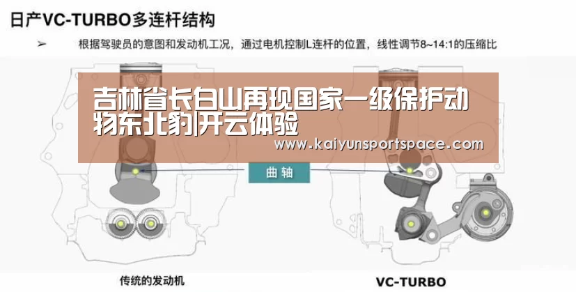 吉林省长白山再现国家一级保护动物东北豹|开云体验(图4) 开云体验
