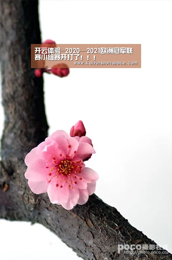 开云体验
